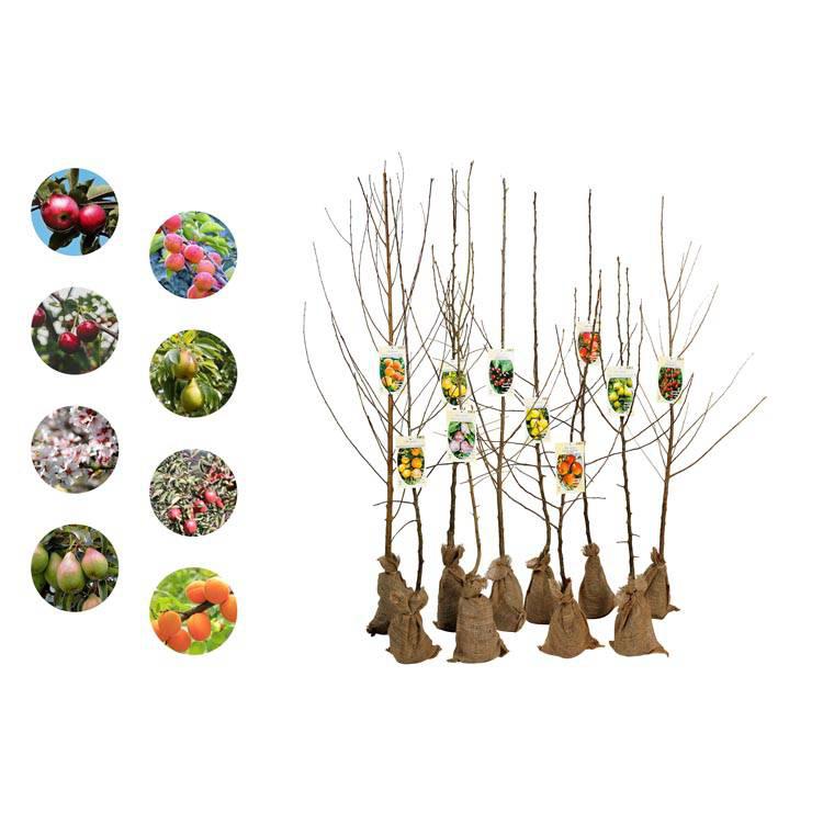 Set van 5 fruitbomen Avellana