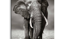 Canvas King of Wildlife