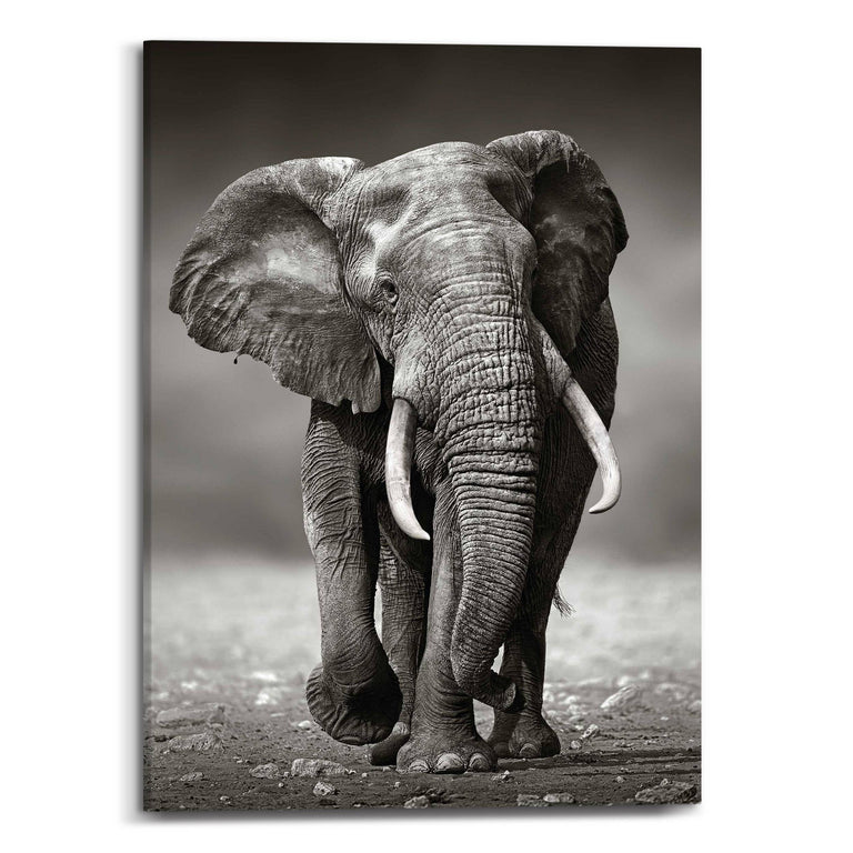 Canvas King of Wildlife