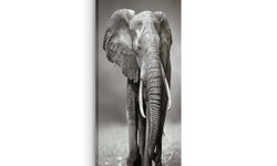 Canvas King of Wildlife