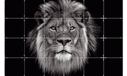 Fototegels Lion kunststof