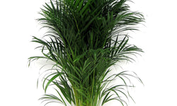 Areca Lutescens - Goudpalm