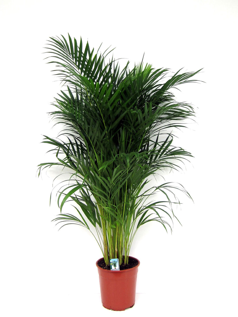 Areca Lutescens - Goudpalm