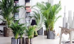 Areca Lutescens - Goudpalm