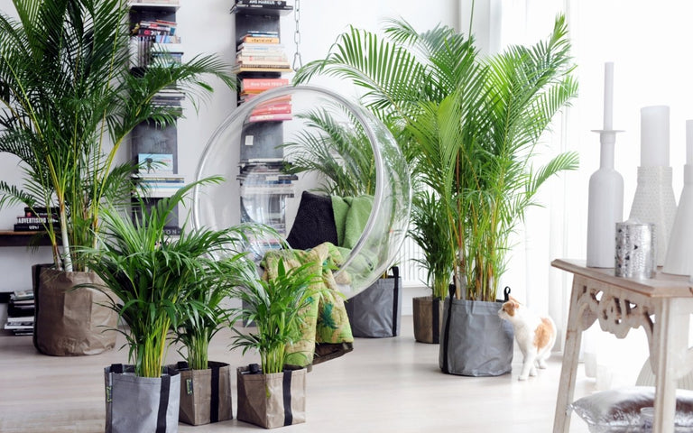 Areca Lutescens - Goudpalm