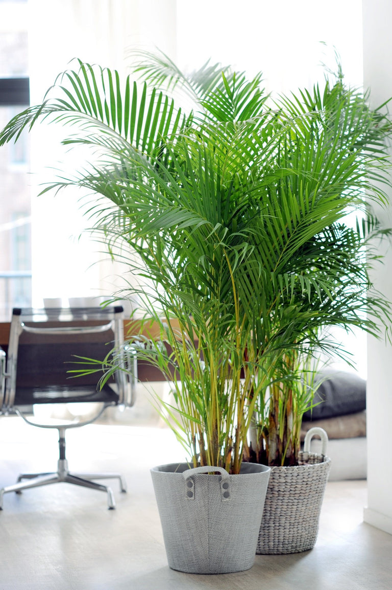 Areca Lutescens - Goudpalm