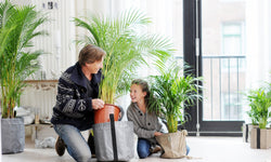 Areca Lutescens - Goudpalm