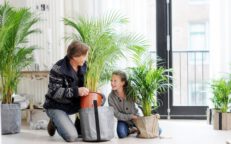 Areca Lutescens - Goudpalm