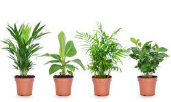 Mix van 4 Trendy kamerplanten