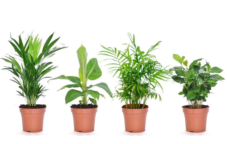 Mix van 4 Trendy kamerplanten