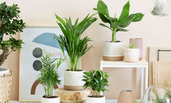 Mix van 4 Trendy kamerplanten