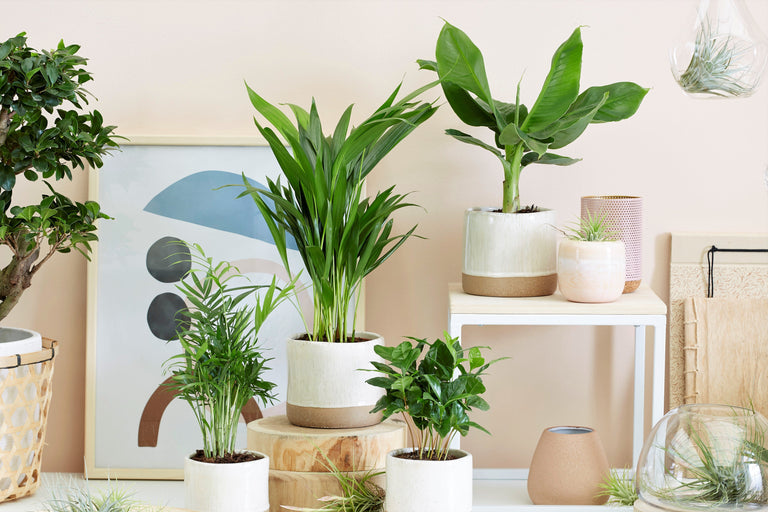 Mix van 4 Trendy kamerplanten
