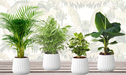 Mix van 4 Trendy kamerplanten