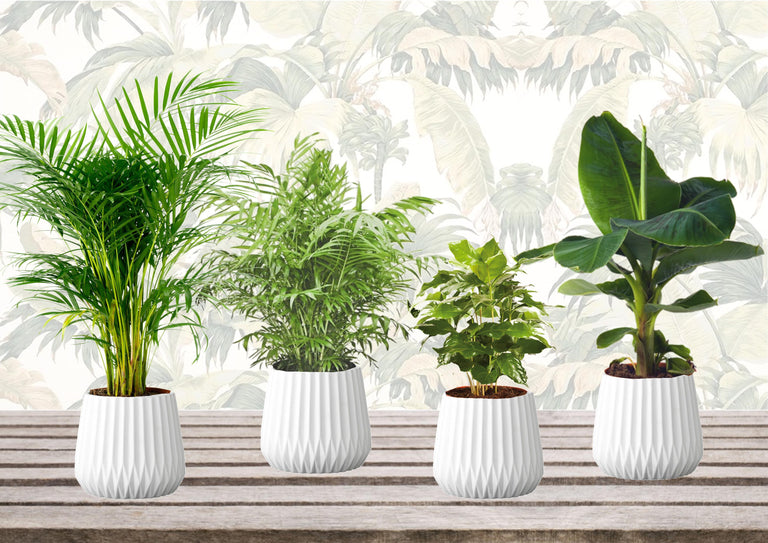 Mix van 4 Trendy kamerplanten
