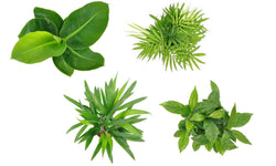 Mix van 4 Trendy kamerplanten