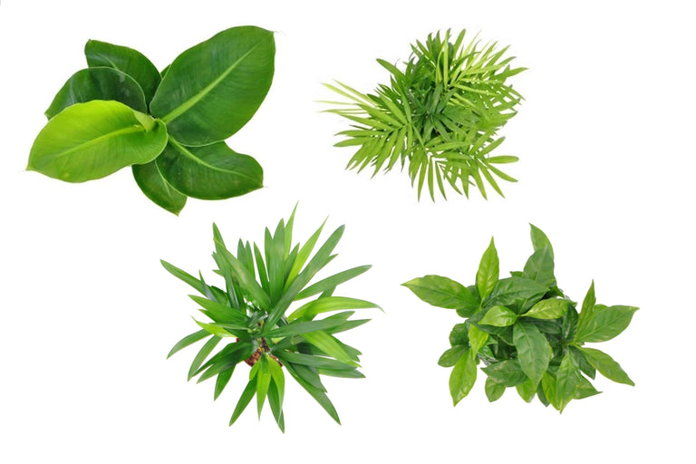 Mix van 4 Trendy kamerplanten