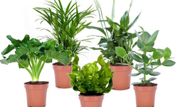 Mix van 5 Air Purifying planten