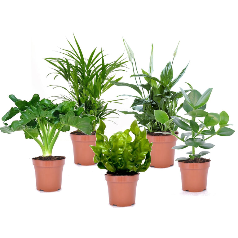 Mix van 5 Air Purifying planten