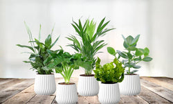 Mix van 5 Air Purifying planten