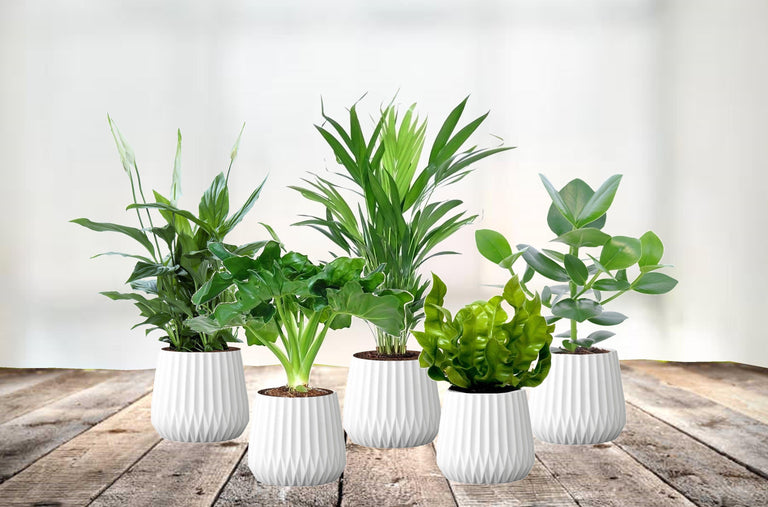 Mix van 5 Air Purifying planten