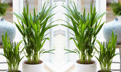 Mix van 5 Air Purifying planten