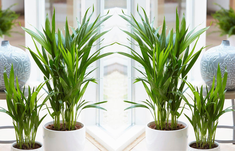 Mix van 5 Air Purifying planten