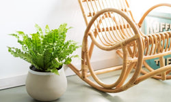 Mix van 5 Air Purifying planten