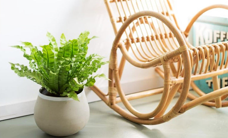 Mix van 5 Air Purifying planten
