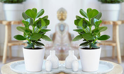 Mix van 5 Air Purifying planten