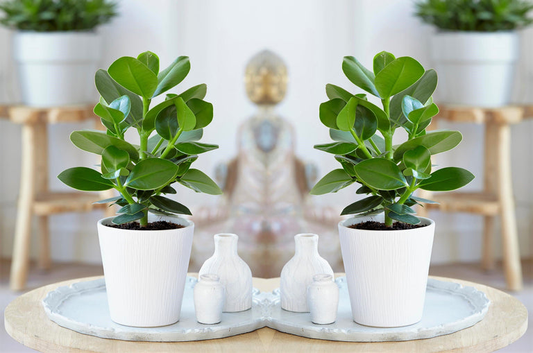 Mix van 5 Air Purifying planten