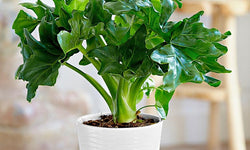 Mix van 5 Air Purifying planten
