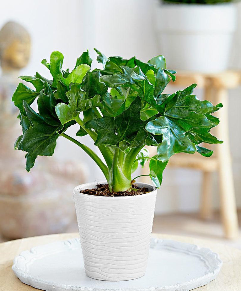 Mix van 5 Air Purifying planten