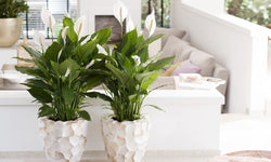 Mix van 5 Air Purifying planten