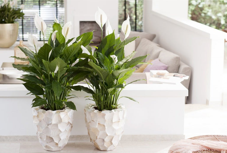 Mix van 5 Air Purifying planten