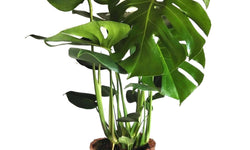 Monstera Deliciosa- Gatenplant