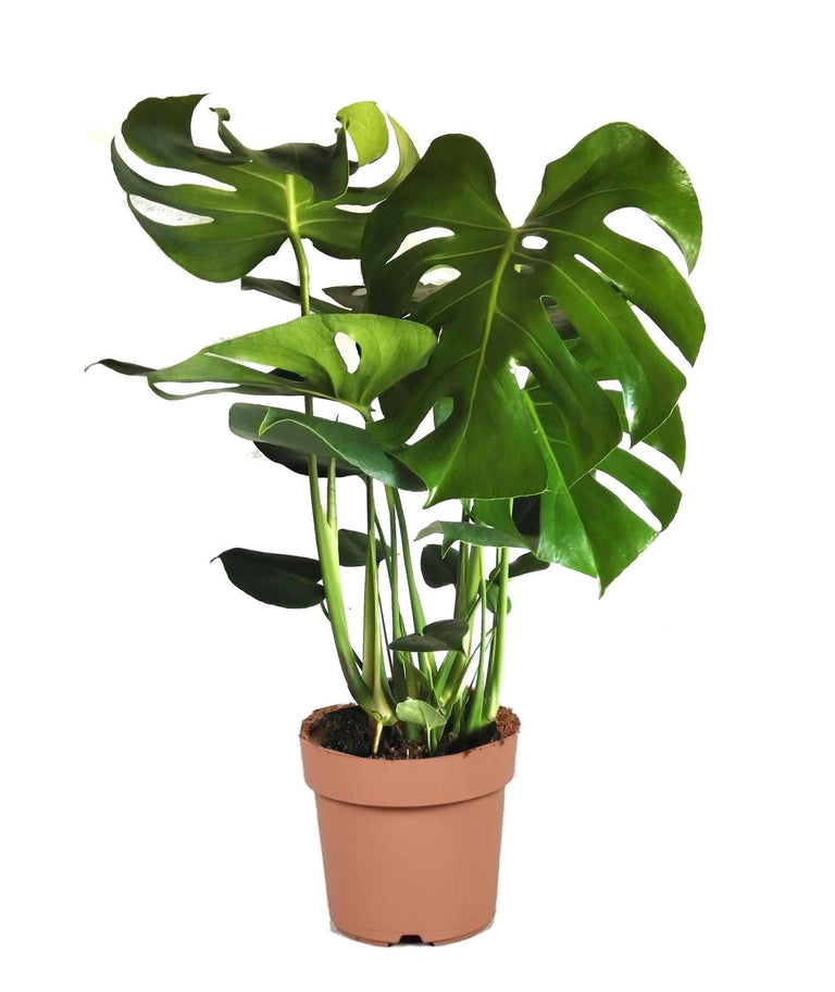 Monstera Deliciosa- Gatenplant
