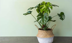 Monstera Deliciosa- Gatenplant
