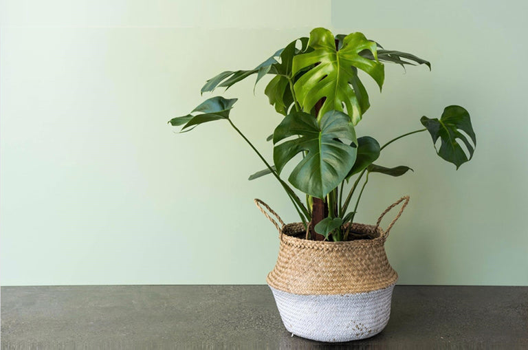 Monstera Deliciosa- Gatenplant