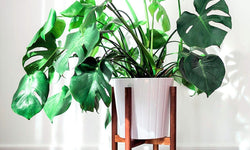 Monstera Deliciosa- Gatenplant