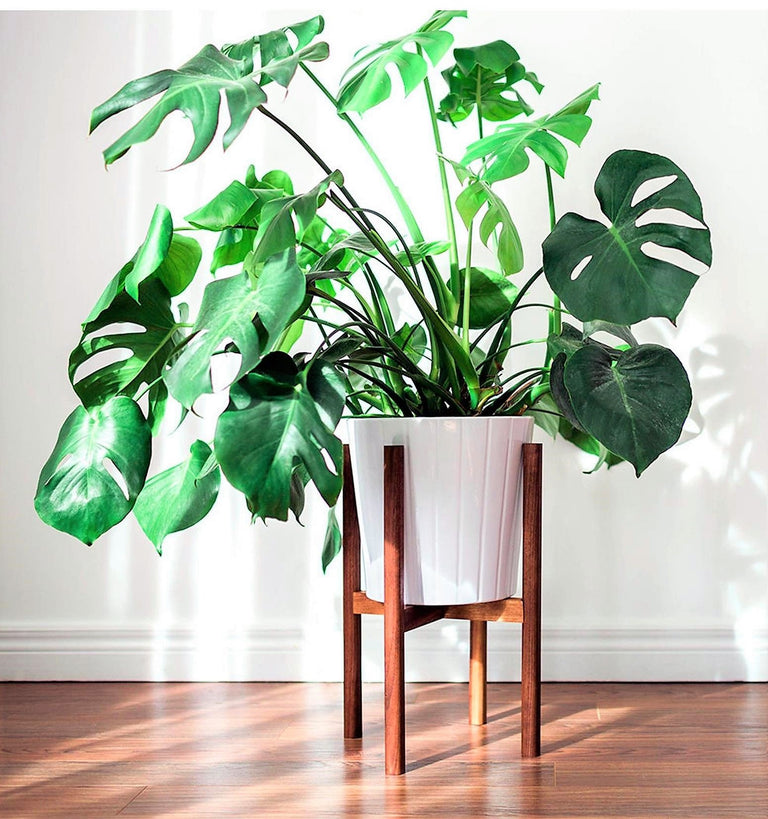 Monstera Deliciosa- Gatenplant