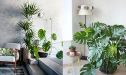 Monstera Deliciosa- Gatenplant