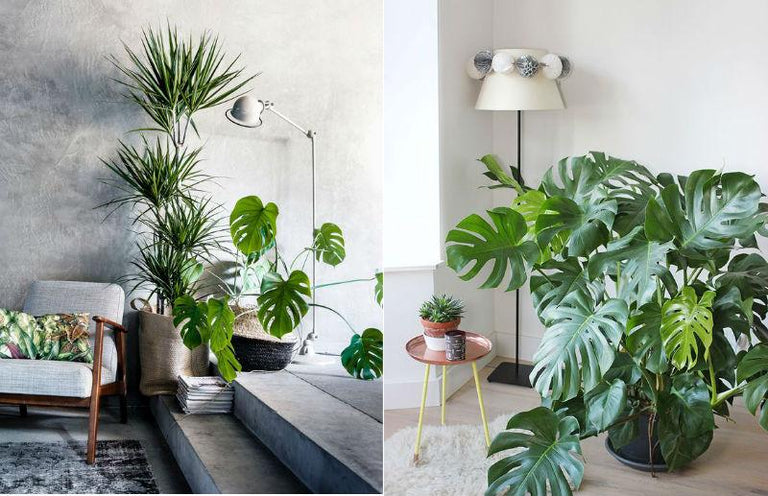 Monstera Deliciosa- Gatenplant