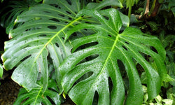 Monstera Deliciosa- Gatenplant