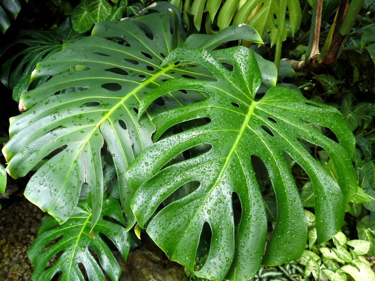 Monstera Deliciosa- Gatenplant