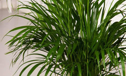 Plant Areca Lutescens Goudpalm 140-150 cm