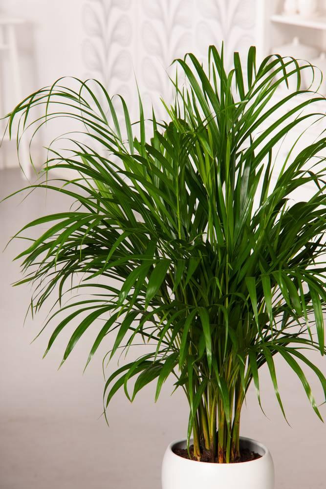 Plant Areca Lutescens Goudpalm 140-150 cm