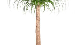Plant Beaucarnea op stam 120-130 cm