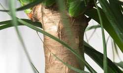 Plant Beaucarnea op stam 120-130 cm