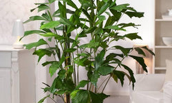 Plant Caryota Mitis 120-130 cm