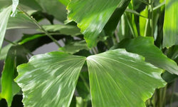 Plant Caryota Mitis 120-130 cm